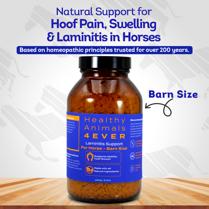 Horse Laminitis Support - Hoof Care for Damaged & Injured Hooves - Highly Effective, Natural Homeopathic Supplement - Tablets, Big Jar
