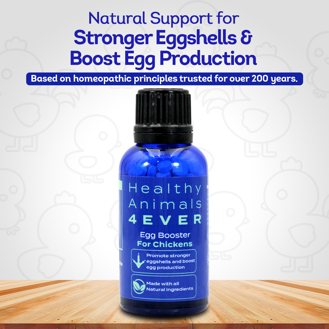 Chicken Egg Booster Supplement - Supports Stronger Eggshells & Stress Relief - Highly Effective Homeopathic Formula - Natural Egg Strengthening Tablets - 300 Count