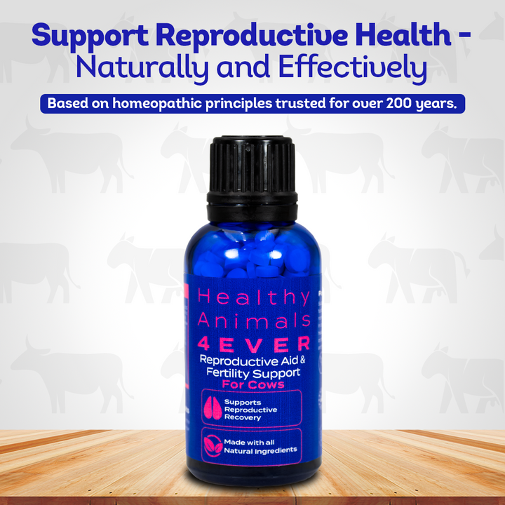 Cow Reproductive Aid & Fertility Support
