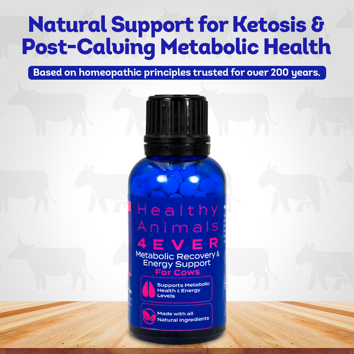 Ketosis Relief & Metabolic Support for Cows