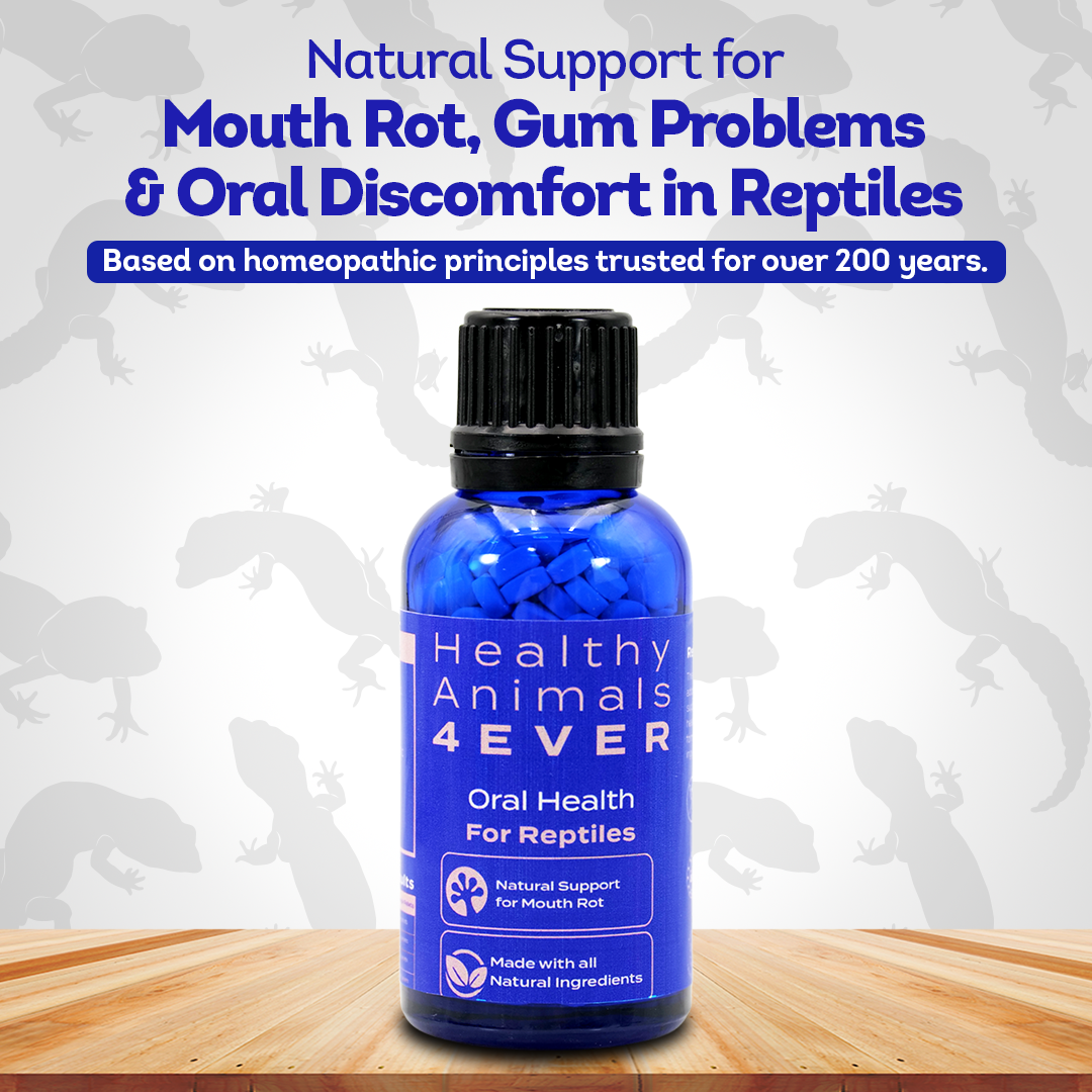 Reptile Oral Health: Natural Support for Mouth Rot