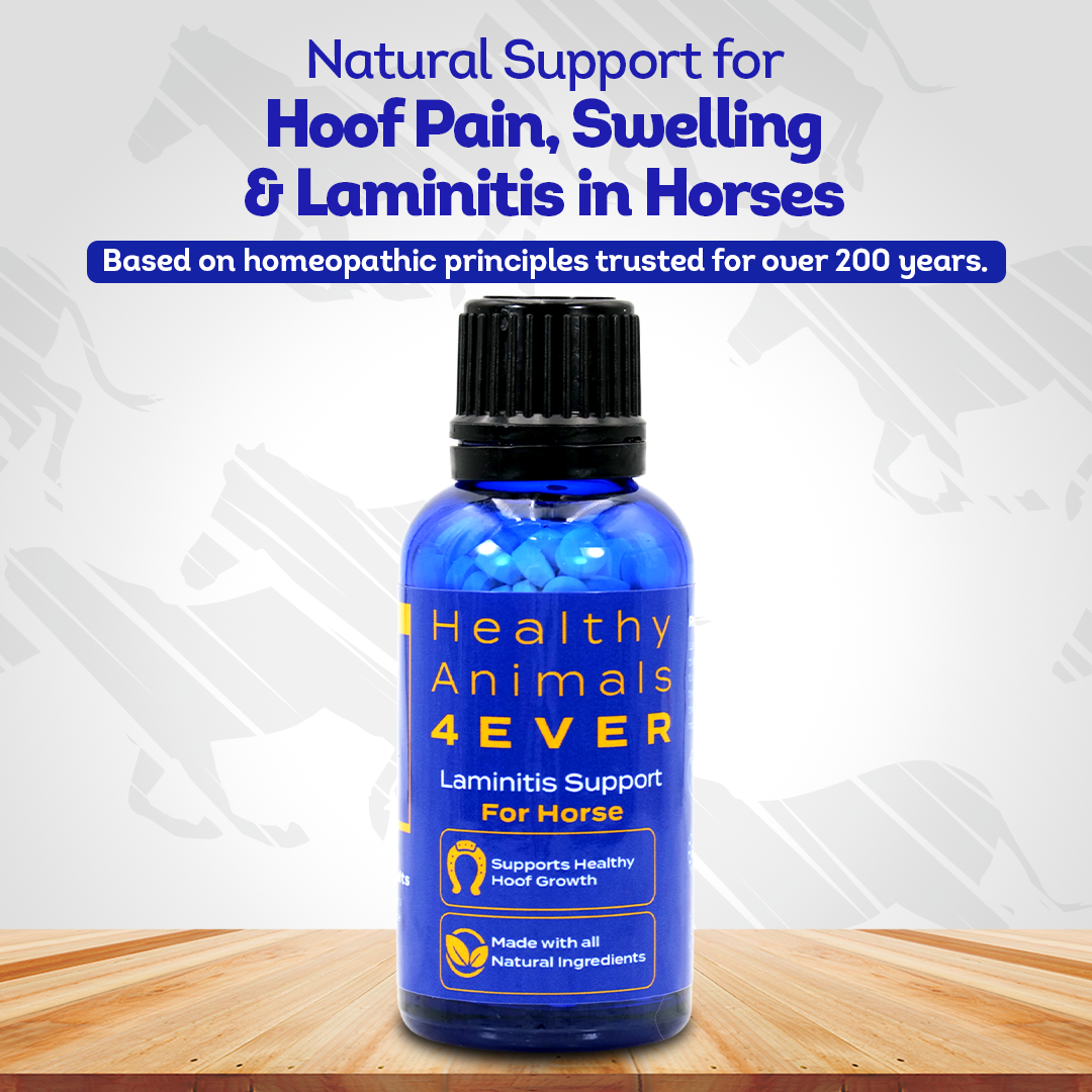 Horse Laminitis Support - Hoof Care for Damaged & Injured Hooves - Highly Effective, Natural Homeopathic Supplement - 300 Tablets