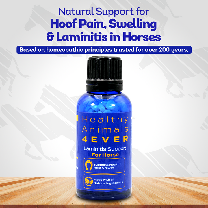 Horse Laminitis Support - Hoof Care for Damaged & Injured Hooves - Highly Effective, Natural Homeopathic Supplement - 300 Tablets