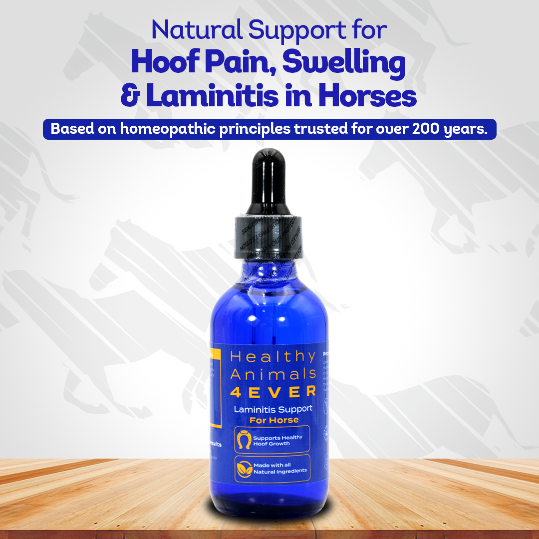 Horse Laminitis Support (Liquid)