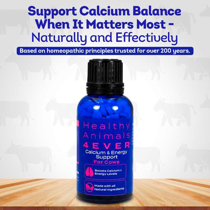 Milk Fever Support - Calcium & Energy Supplement for Cows