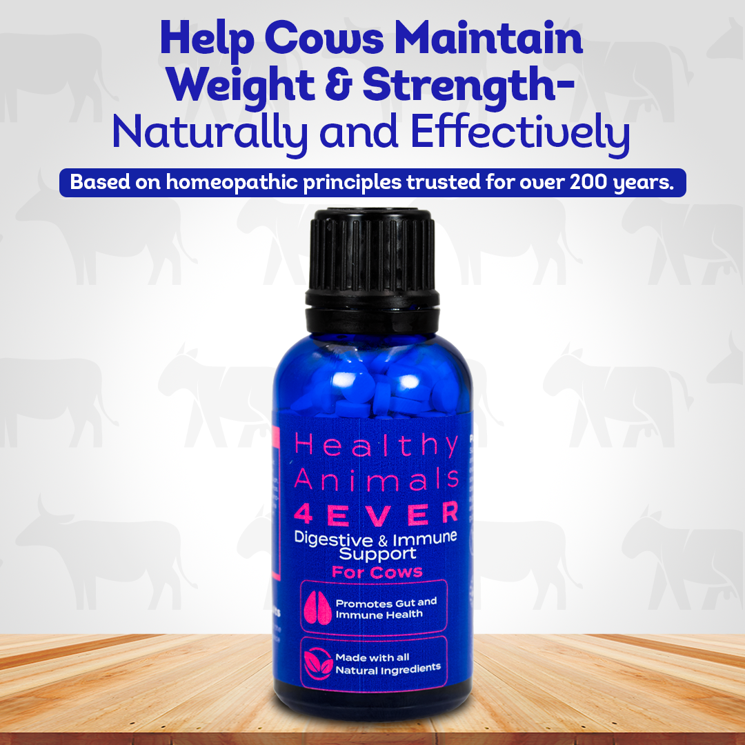Johne’s Disease Support - Digestive & Immune Supplement for Cattle
