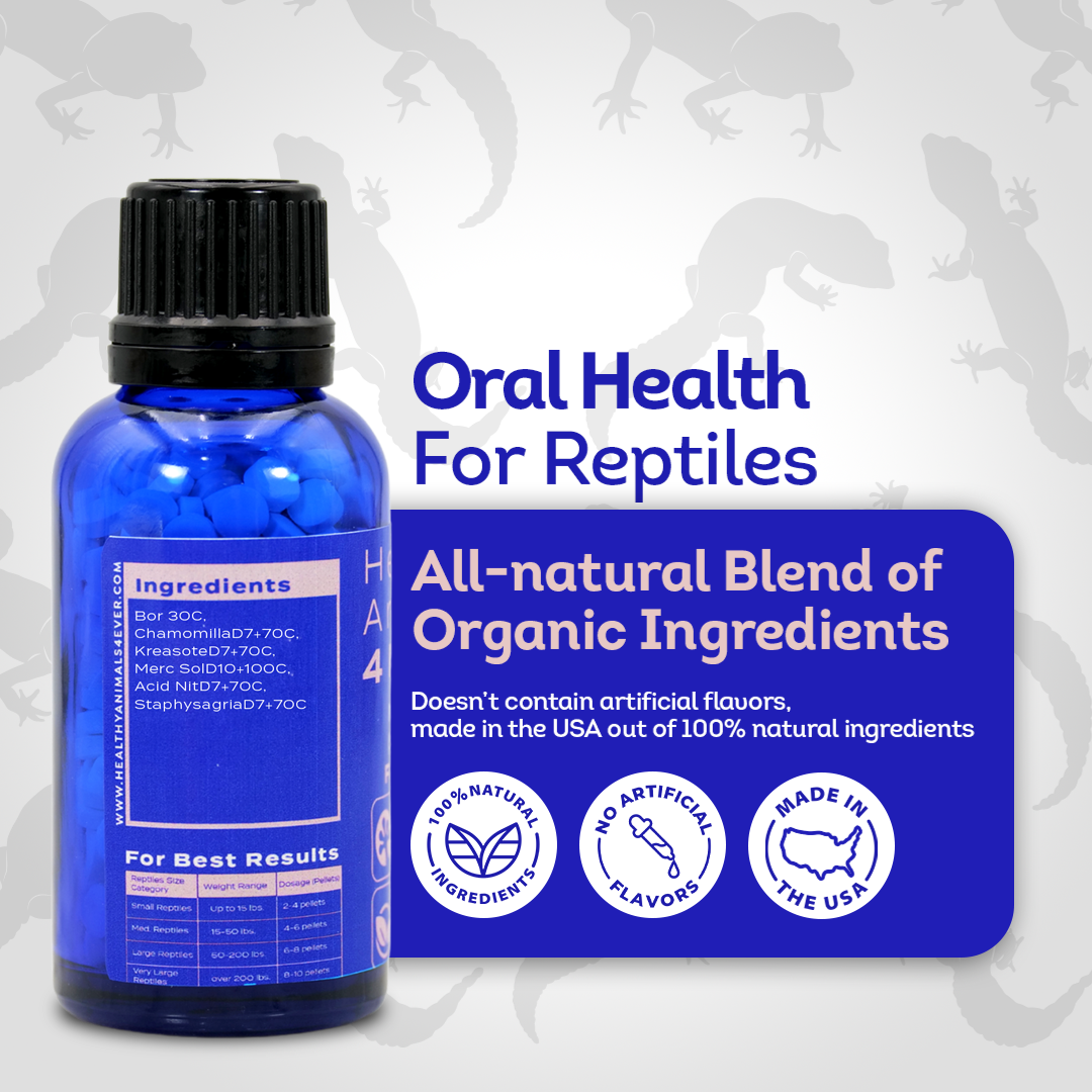Reptile Oral Health: Natural Support for Mouth Rot