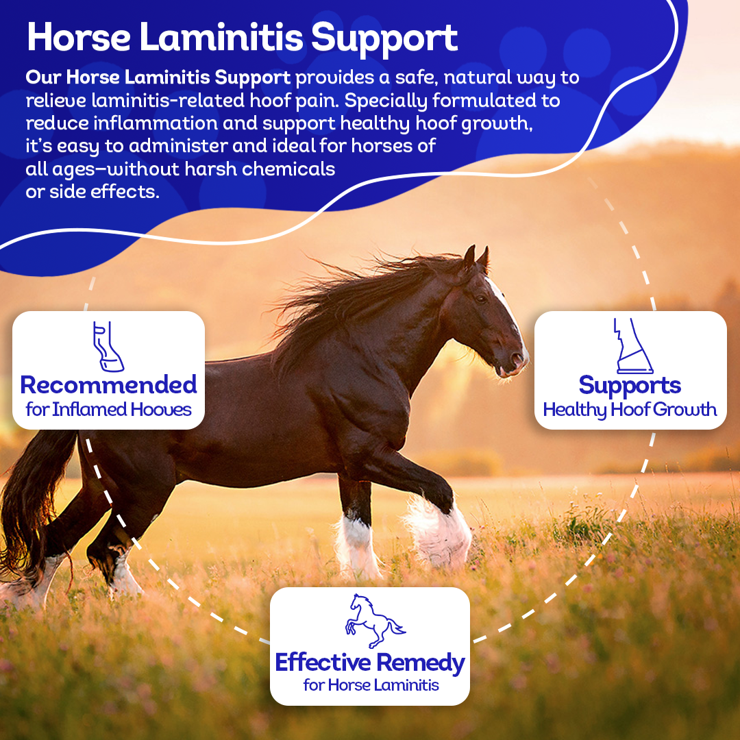 Horse Laminitis Support - Hoof Care for Damaged & Injured Hooves - Highly Effective, Natural Homeopathic Supplement - Tablets, Big Jar