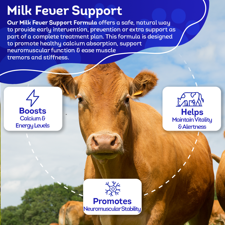 Cattle Milk Fever Support - Boosts Calcium & Energy Levels and Promotes Vitality & Alertness - All-Natural, Homeopathic Formula - 300+ Tablets