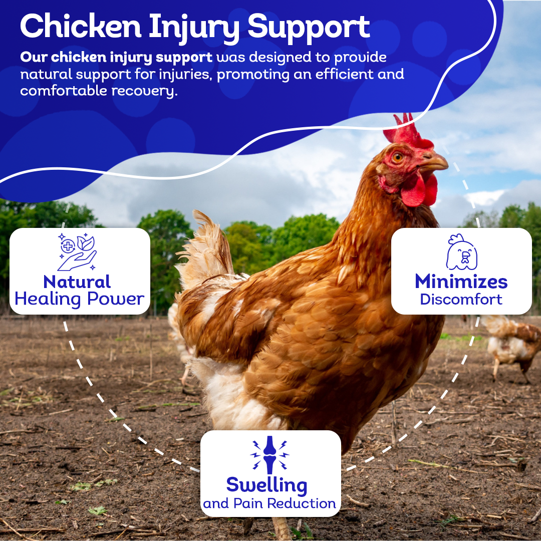 Chicken Injury Supplement - Supports Recovery from Accidents & Injuries - Highly Effective, Natural Homeopathic Tablets - 300 Pellets