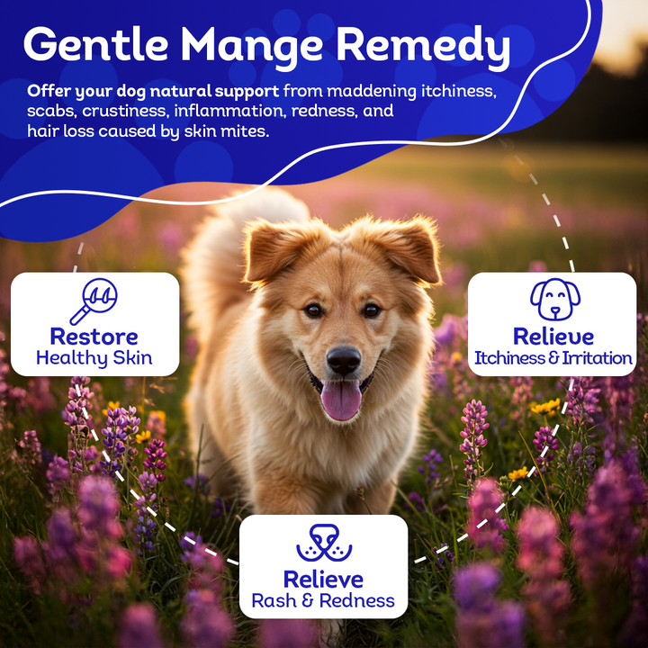 Mange Relief for Dogs - Treatment for Itchiness, Scabs, & Hair Loss Caused by Mites