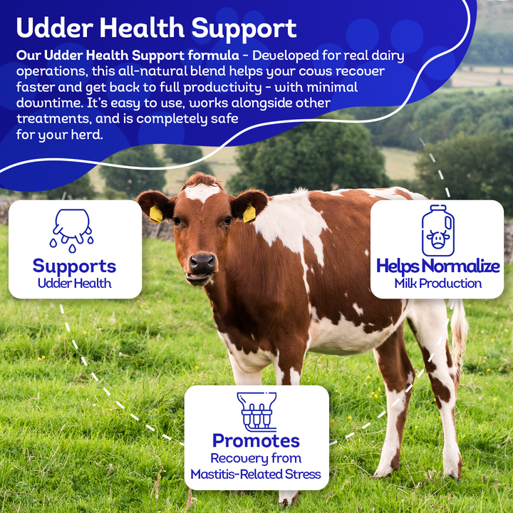 Mastitis Recovery Supplement - Udder Health Support for Cows