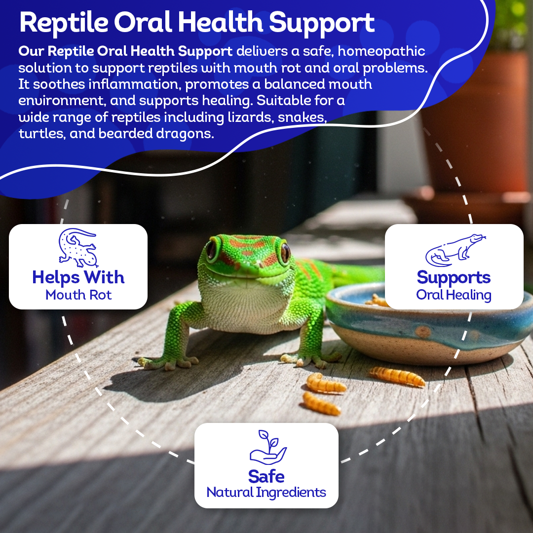 Reptile Oral Health: Natural Support for Mouth Rot