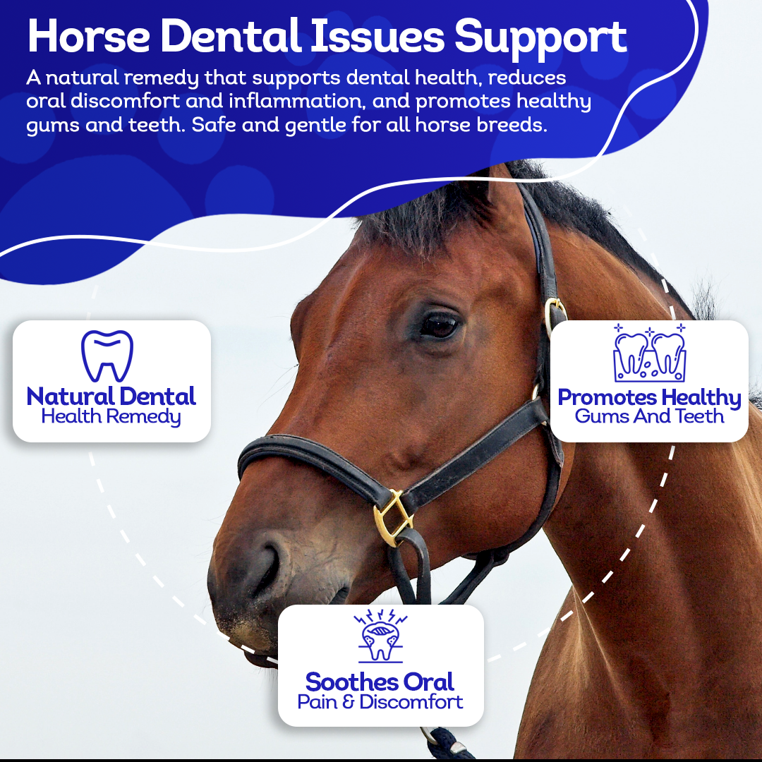 Horse Dental Issues Support