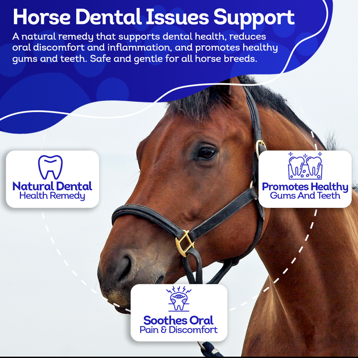 Horse Dental Issues Support