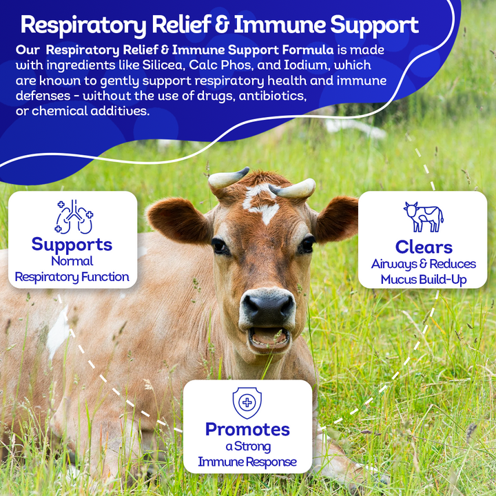 Cattle Respiratory Relief & Immune Support - Clears Airways, Promotes Recovery & Strengthens The Immune System - Natural, Non-Drowsy Formula - 300+ Tablets