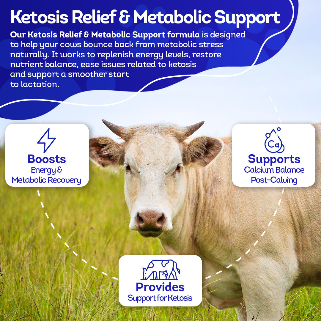 Ketosis Relief & Metabolic Support for Cows