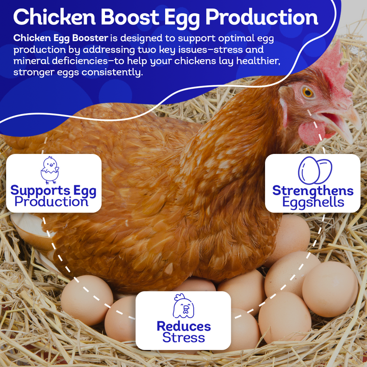 Chicken Egg Booster Supplement - Supports Stronger Eggshells & Stress Relief - Highly Effective Homeopathic Formula - Natural Egg Strengthening Tablets - 300 Count