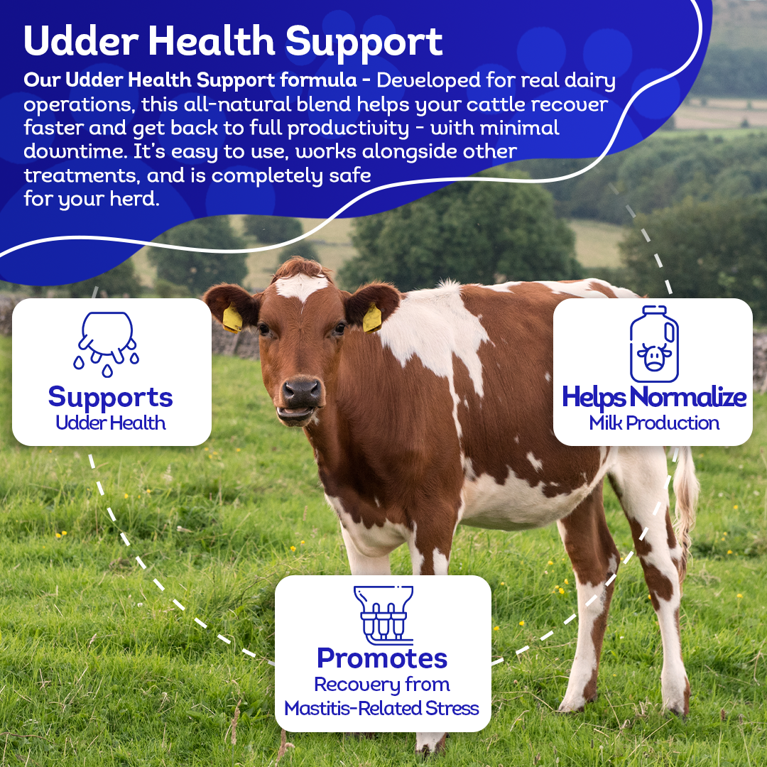 Mastitis Recovery Supplement for Cattle - Udder Health Support - Normalize Milk Production - All-Natural, Gentle Formula - 300+ Tablets