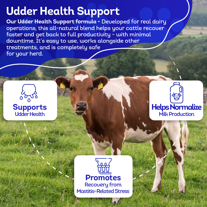 Mastitis Recovery Supplement for Cattle - Udder Health Support - Normalize Milk Production - All-Natural, Gentle Formula - 300+ Tablets