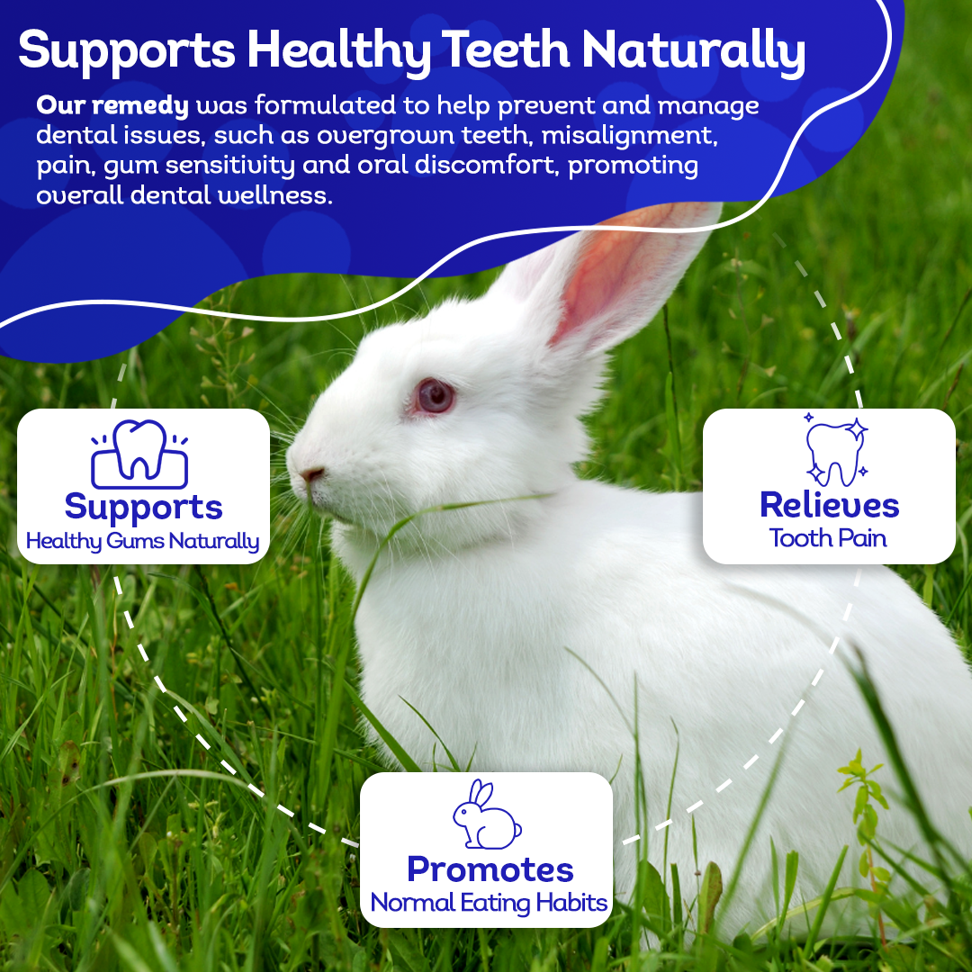 Dental Problems Remedy for Rabbits