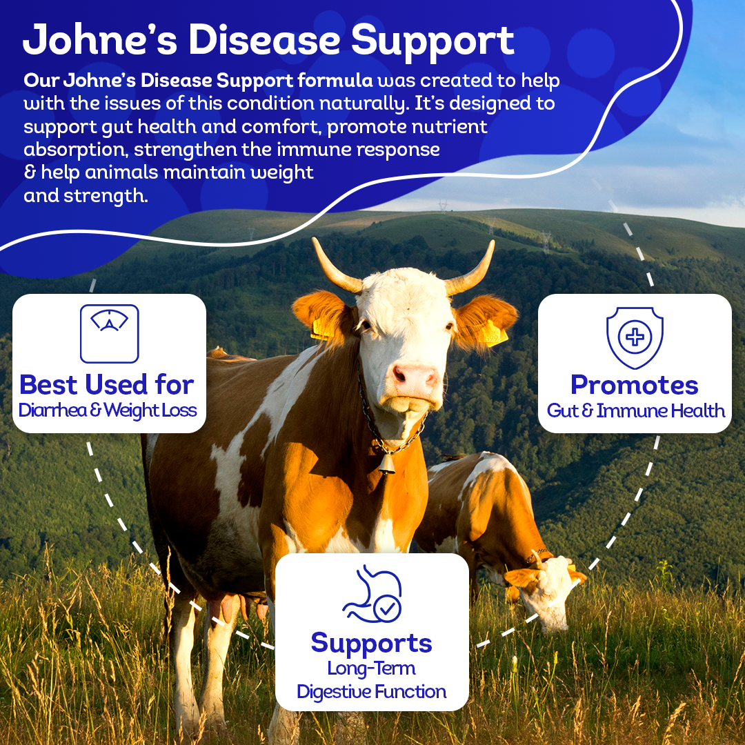 Johne’s Disease Support for Cattle - Digestive & Immune Supplement - Helpful for Diarrhea and Weight Loss - Safe, Gentle, Natural Formula - 300+ Tablets