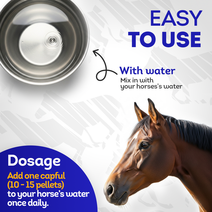 Horse Dental Issues Support