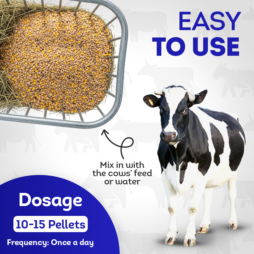 Ketosis Relief & Metabolic Support for Cows