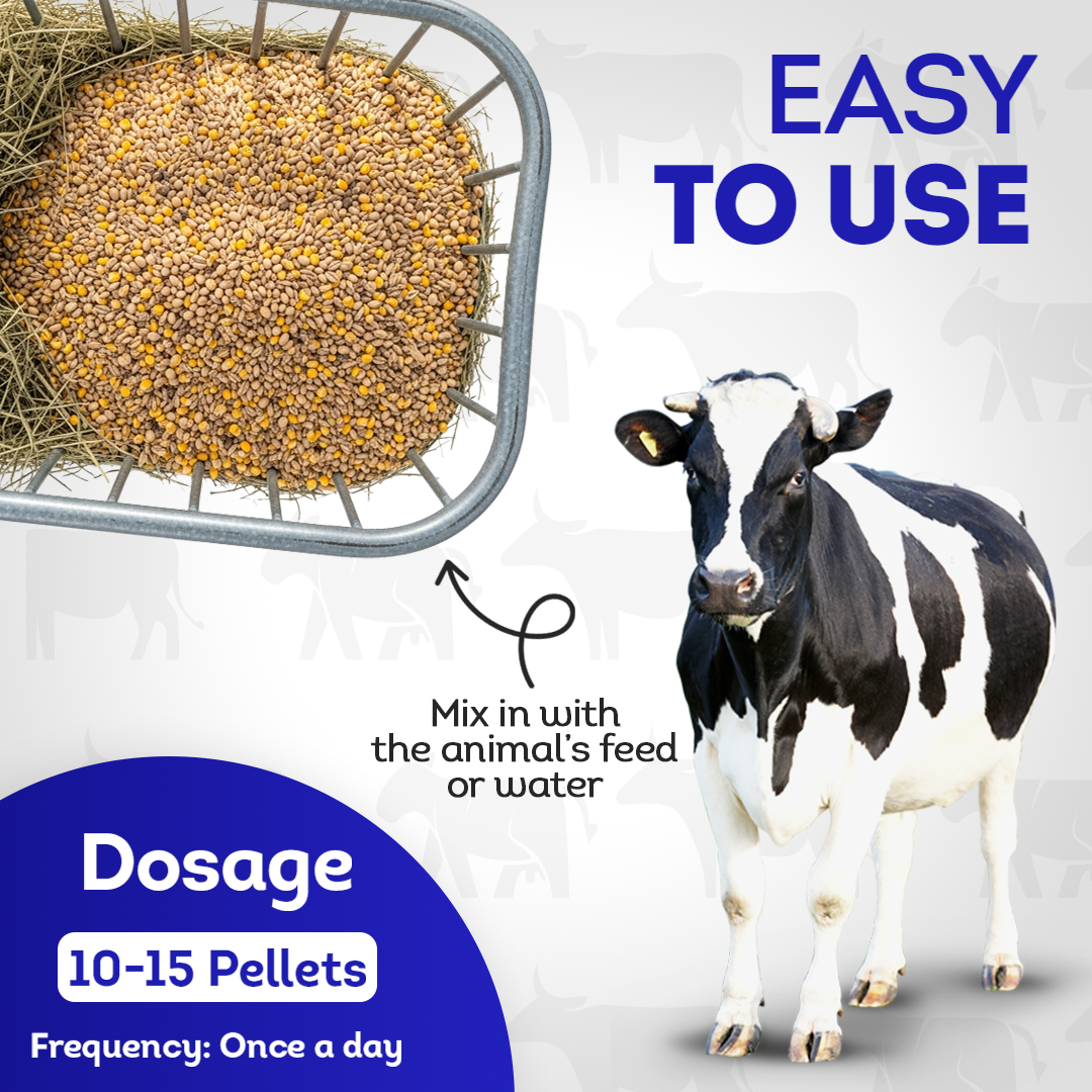 Johne’s Disease Support for Cattle - Digestive & Immune Supplement - Helpful for Diarrhea and Weight Loss - Safe, Gentle, Natural Formula - 300+ Tablets