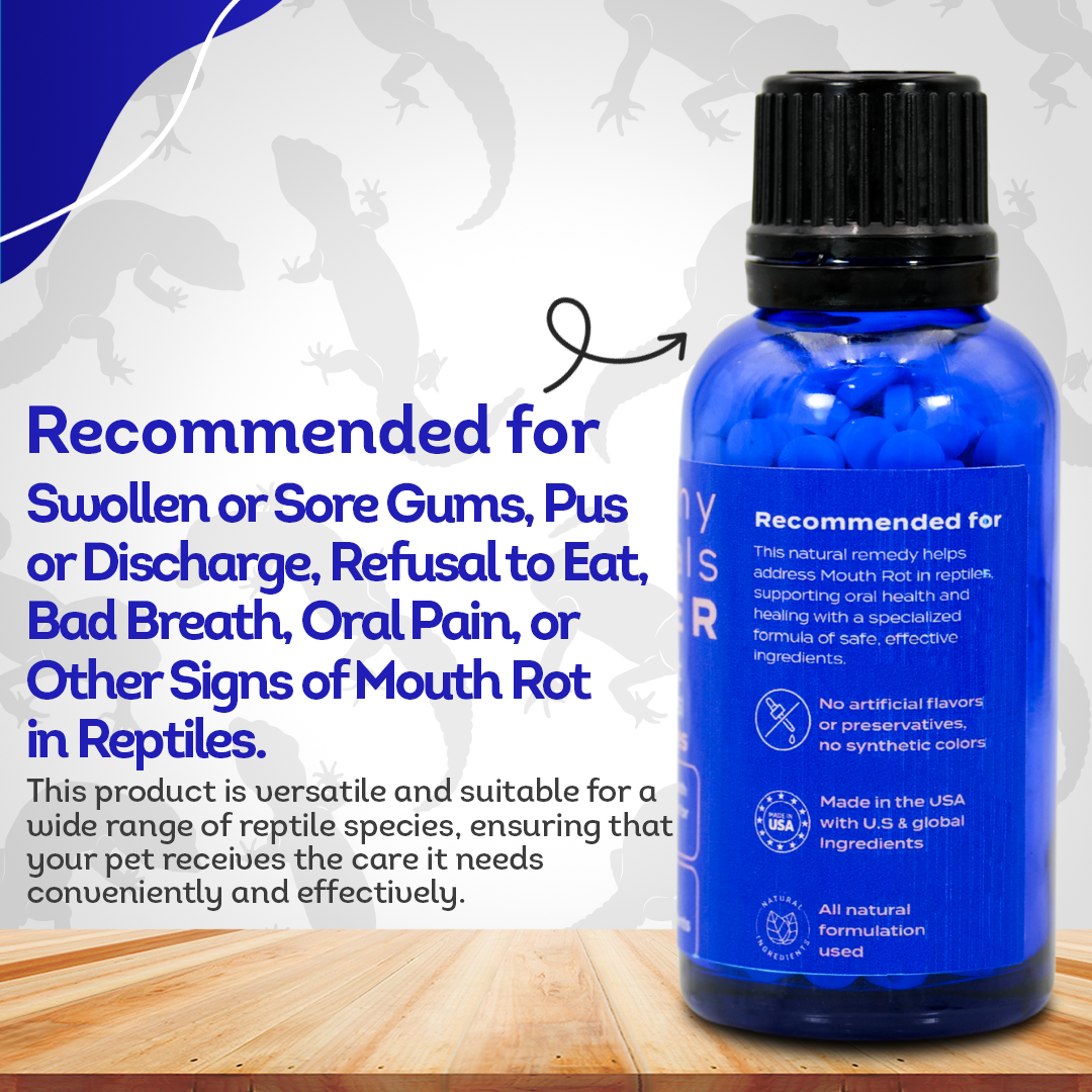 Reptile Oral Health: Natural Support for Mouth Rot