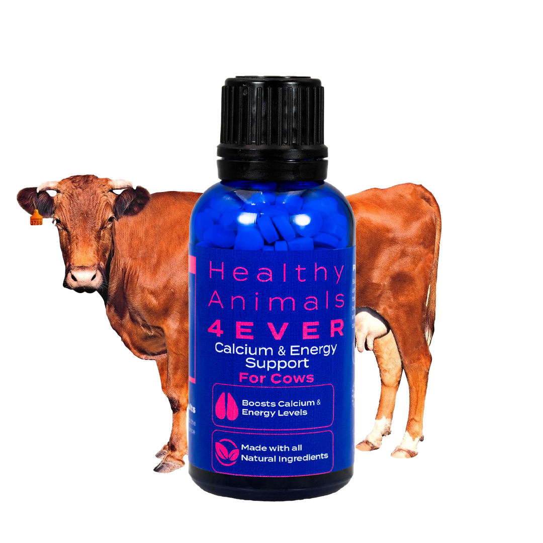 Milk Fever Support - Calcium & Energy Supplement for Cows