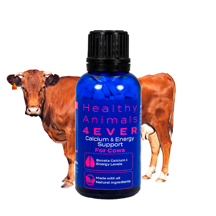 Milk Fever Support - Calcium & Energy Supplement for Cows