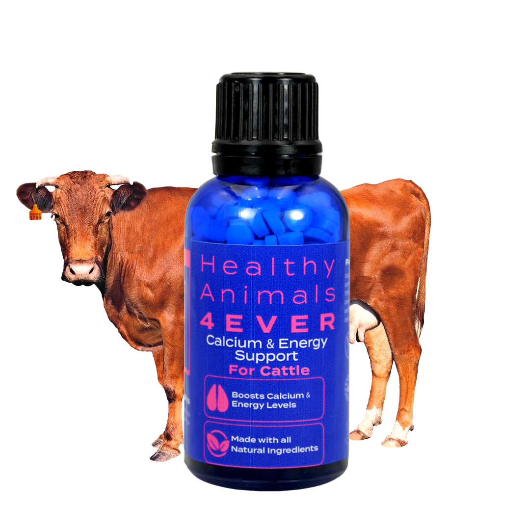 Cattle Milk Fever Support - Boosts Calcium & Energy Levels and Promotes Vitality & Alertness - All-Natural, Homeopathic Formula - 300+ Tablets