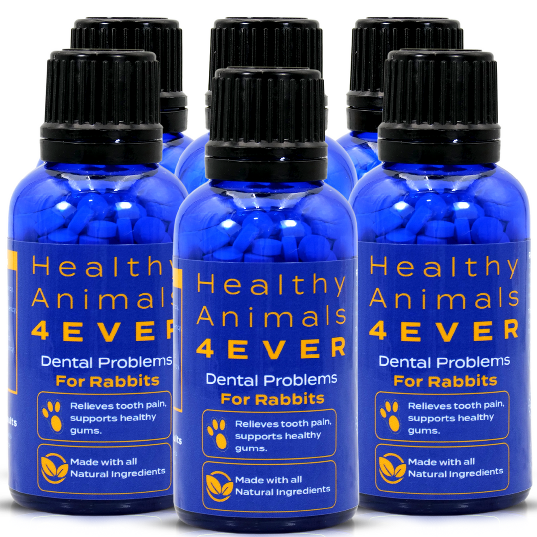 Dental Problems Remedy for Rabbits Six Pack- Save 50%