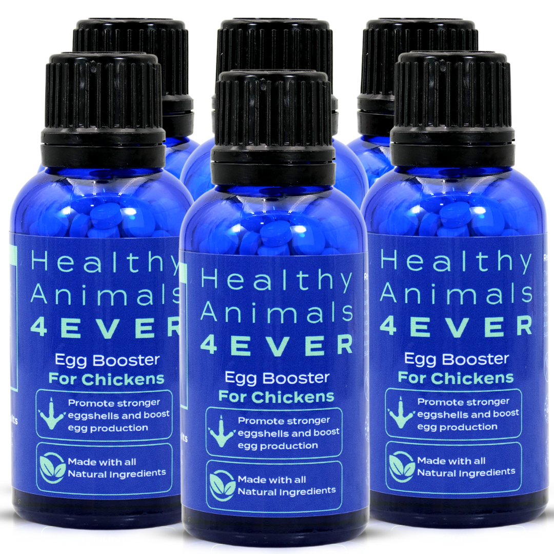 HEALTHYANIMALS4EVER ALL-NATURAL CHICKEN EGG BOOSTER Six Pack- Save 50%