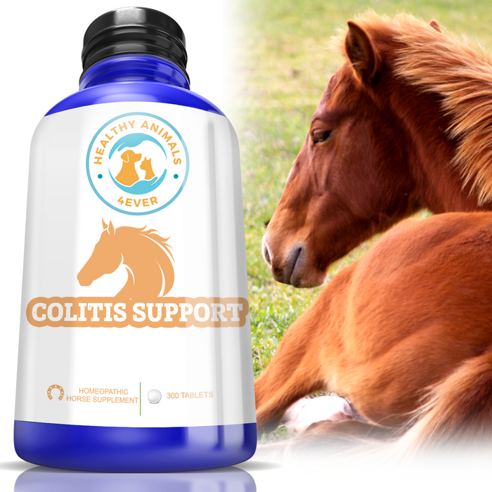 HORSE COLITIS SUPPORT