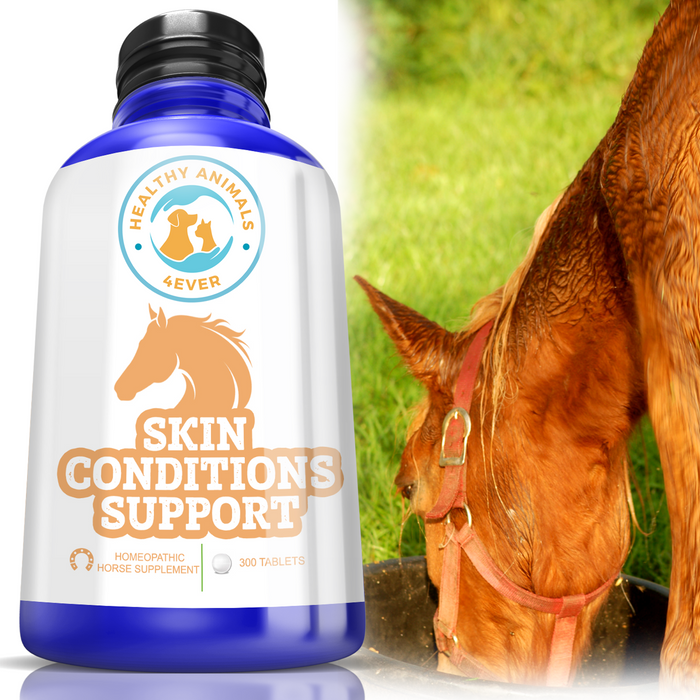 HORSE SKIN CONDITIONS SUPPORT Six Pack- Save 50%