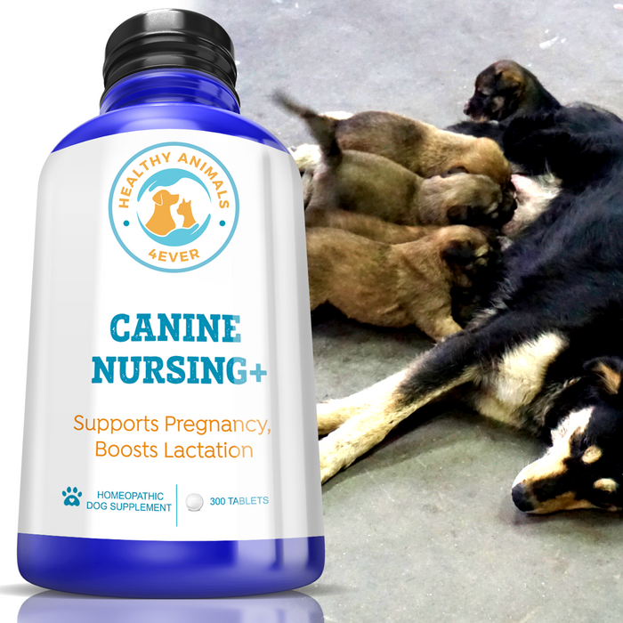 HEALTHY ANIMALS 4EVER - NURSING SUPPORT FOR DOGS