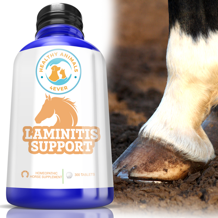 HORSE LAMINITIS SUPPORT Six Pack- Save 50%