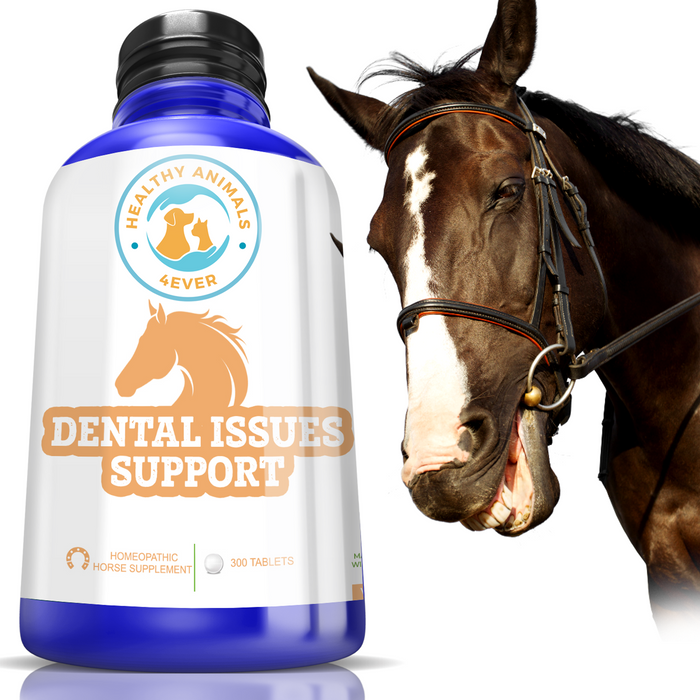Horse Dental Issues Support