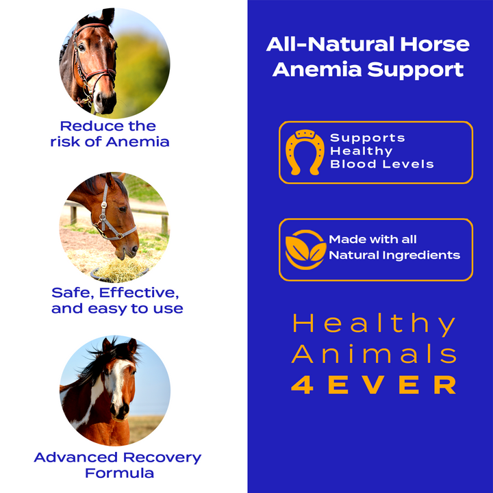 HORSE ANEMIA SUPPORT (Liquid)Six Pack- Save 50%