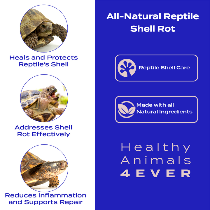 Reptile Shell Care Six Pack- Save 50%