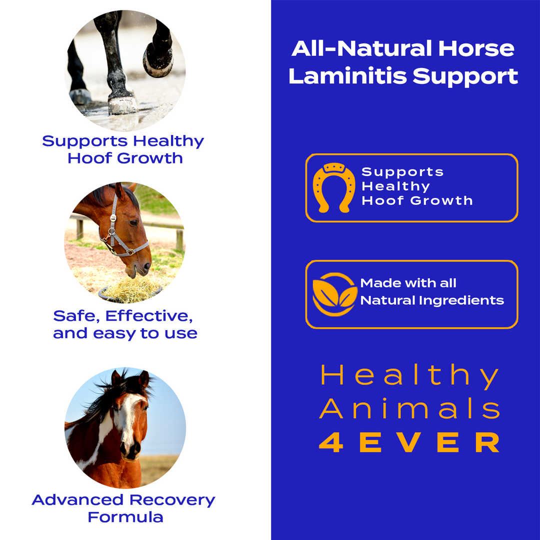 HORSE LAMINITIS SUPPORT (Liquid)Six Pack- Save 50%