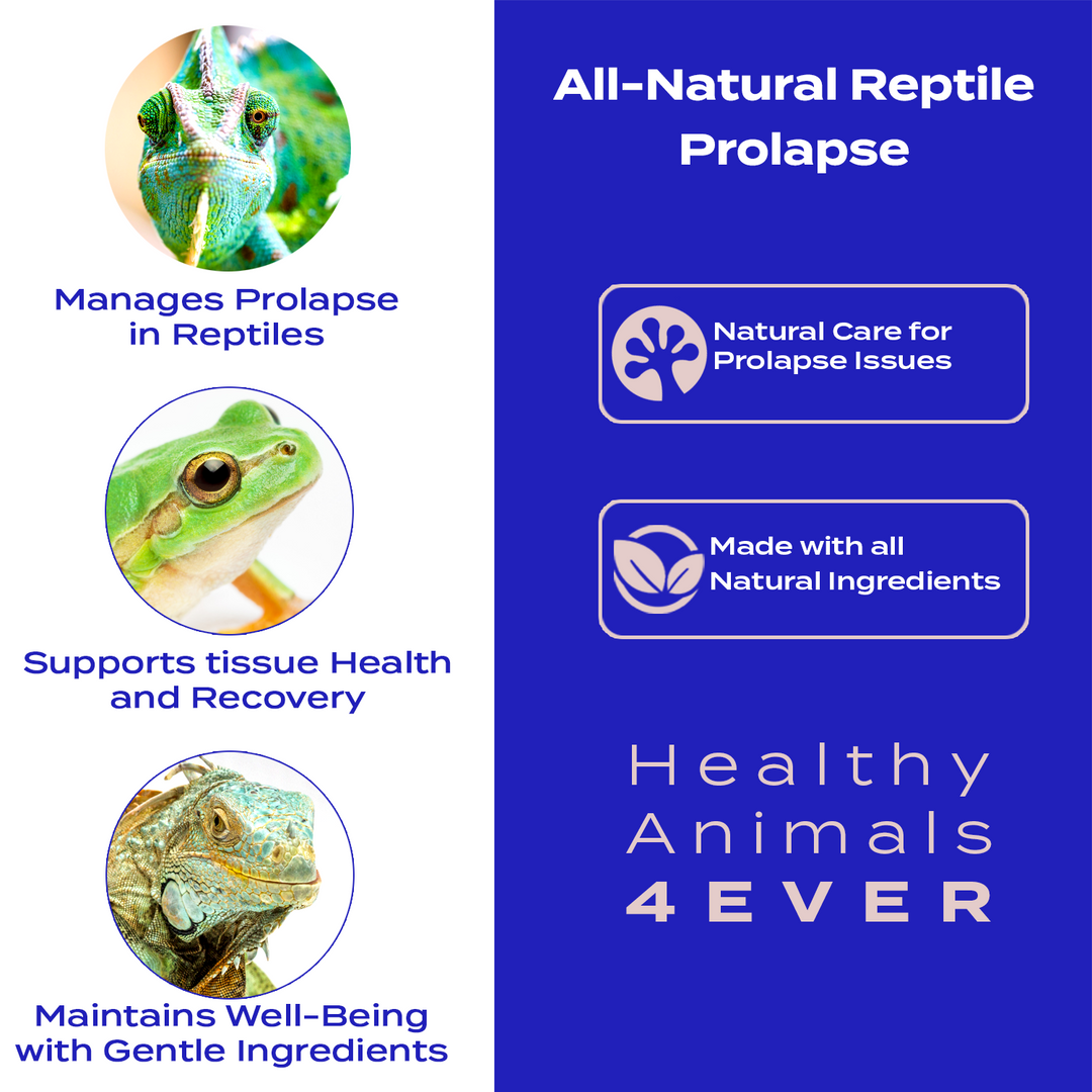 Reptile Wellness Support: Natural Care for Prolapse Issues Triple Pack- Save 30%