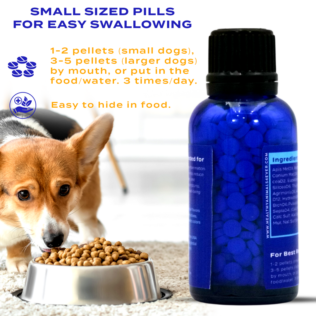 Yeast Infection Relief for Dogs