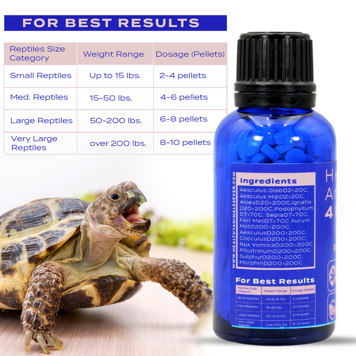 Reptile Wellness Support: Natural Care for Prolapse Issues