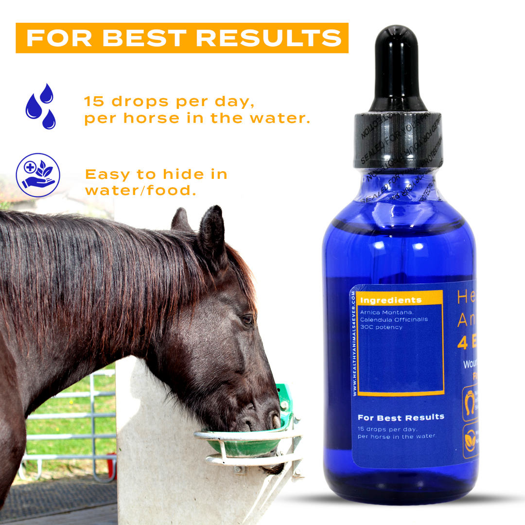 HORSE WOUNDS SUPPORT(Liquid)Six Pack- Save 50%