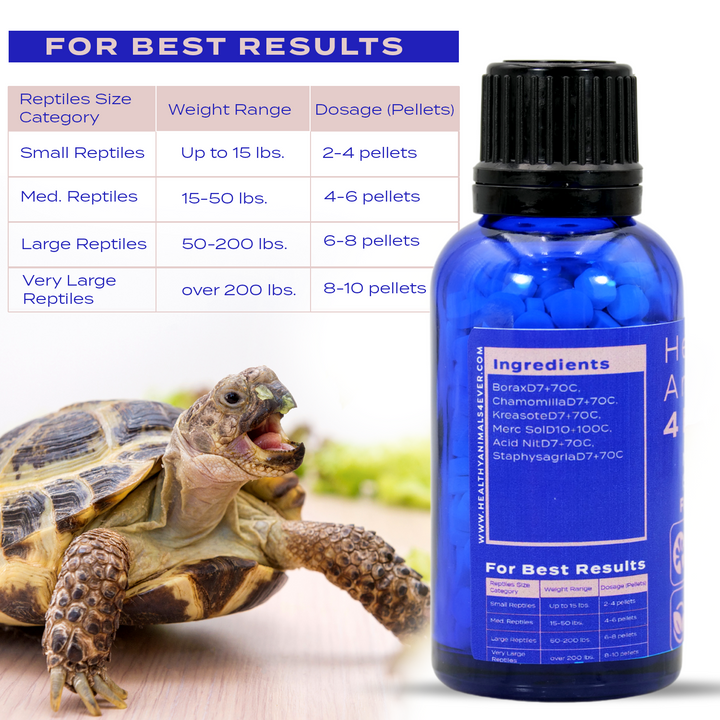 Reptile Oral Health: Natural Support for Mouth Rot