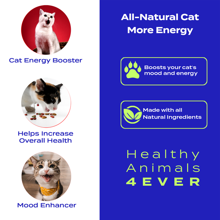 More Energy - Cats Six Pack- Save 50%