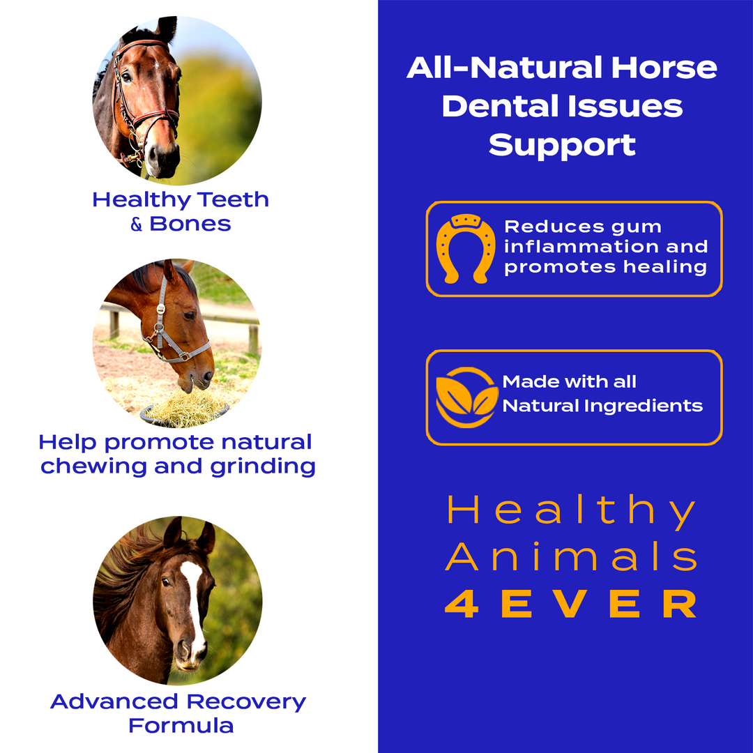 Horse Dental Issues Support Six Pack- Save 50%